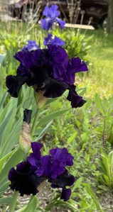Two dark purple iris flowers are in the foreground, with a third bud just beginning to open.  In the background is a stalk with three light purple iris flowers in bloom.  Green plants and leaves fill out the background.